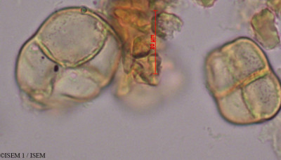 ISEM 1/Apocynum_hypericifolium_27980/Apocynum_hypericifolium_27980_0001(copy)_thumb.jpg